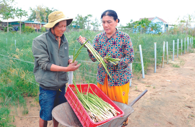 ទំពាំងបារាំងបៃតងជាប្រភេទដំណាំជួយបងប្អូនជនជាតិ ចាម នៅឃុំ ផឿកហាយ ស្រុក និញផឿក ចាកផុតពីភាពក្រីក្រ ដំណោះស្រាយការងាររកស៊ីចិញ្ចឹមជីវិតជូនបងប្អូនជនជាតិ ចាម នៅស្រុក និញភឿក ảnh 1