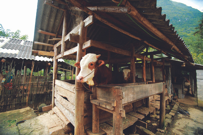 ឈានចូលរដូវក្តៅខ្លាំង ទ្រុងក្រោលចិញ្ចឹមគោក្របី គួរតែសង់នៅកន្លែងខ្ពស់ស្រឡះស្រឡំ ឆ្ងាយពីទីលំនៅឋាន តំបន់លំនៅឋាន មានដំបូលប្រក់ដោយស្បូវ ឫស្សី ស្លឹកចាកឬក្បឿង ផ្ទាំងប្រក់ដំបូល ការថែទាំសុខភាពសត្វគោក្របីក្នុងរដូវក្តៅខ្លាំង ảnh 2