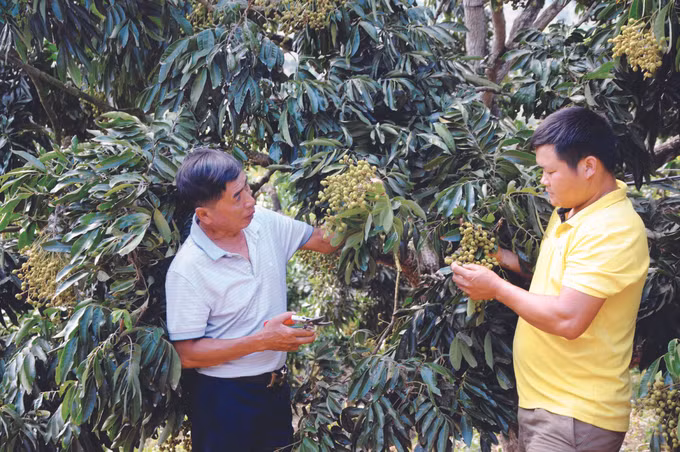 ដំណាំមៀននៅស្រុក សុងម៉ា ảnh 1