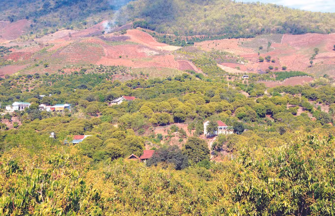 ដំណាំមៀននៅស្រុក សុងម៉ា ảnh 3