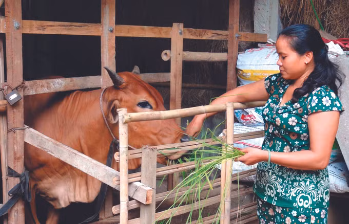 ខេត្ត ត្រាវិញ ប្រមូលផ្ដុំប្រភពកម្លាំងសម្រាប់កាត់បន្ថយភាពក្រីក្រនៅតំបន់បងប្អូនជនជាតិ ខ្មែរ ảnh 8