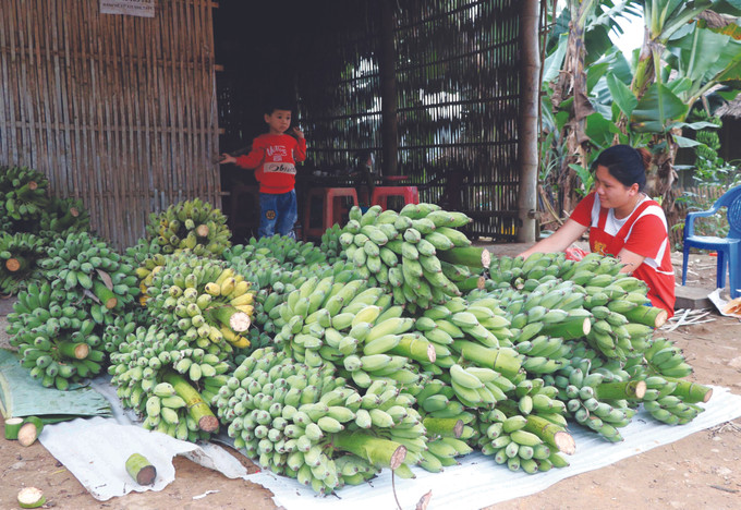 ជាមួយនឹងតម្លៃលក់ជាមធ្យមពី ៤.០០០ ដល់ ៩.០០០ ដុងក្នុងមួយគីឡូក្រាម ដំណាំចេកបានជួយអោយបងប្អូនជនជាតិជាច្រើនក្រុមគ្រួសារមានប្រាក់ចំណូលរាប់រយលានដុងក្នុងមួយឆ្នាំ ដាំចេក-ស ផ្តល់ប្រសិទ្ធភាពសេដ្ឋកិច្ចខ្ពស់ ảnh 1
