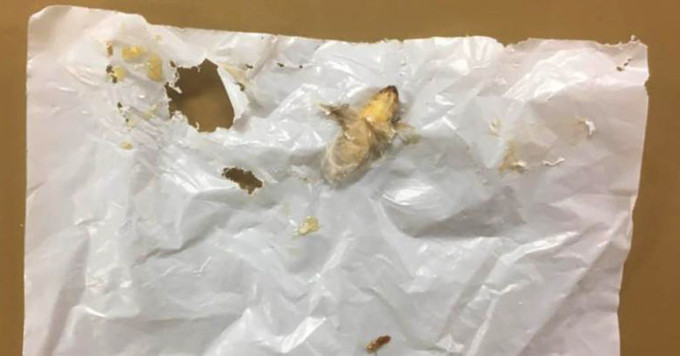 ជឿអត់ថា ដង្កូវនេះអាចជួយដល់បរិស្ថានបានយ៉ាងច្រើន? ảnh 1