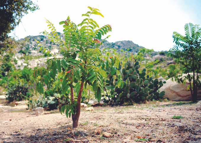 ដើមអង្ទង់ស Ailanthus triphysa (Dennst) អាចសម្របខ្លួនយ៉ាងល្អជាមួយអាកាសធាតុក្តៅស្ងួតកំពុងត្រូវបានដាំនិងពង្រីកនៅលើតំបន់ភ្នំថ្មក្នុងតំបន់ព្រៃការពារជាប់មាត់សមុទ្រ ធន់ណាម (ខេត្ត និញធន់) ខែ មិថុនា នៅតំបន់ជាប់មាត់សមុទ្រប៉ែកខាងត្បូងនៃភូមិភាគកណ្តាល ảnh 9