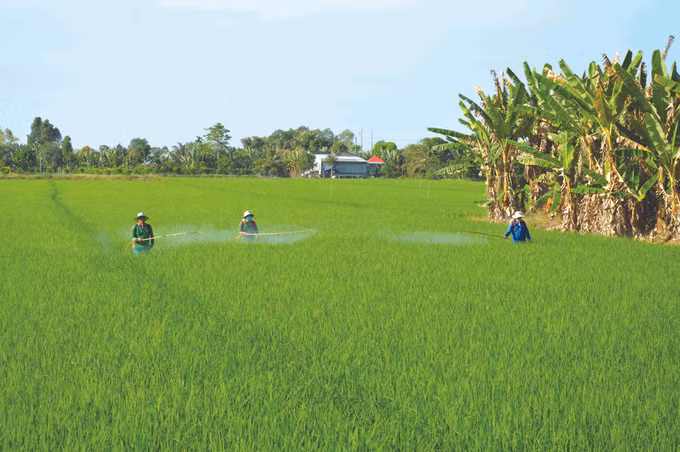 បច្ចេកទេសប្រើប្រាស់ថ្នាំកម្ចាត់ស្មៅមួយចំនួនប្រកបដោយសុវត្ថិភាព ảnh 1