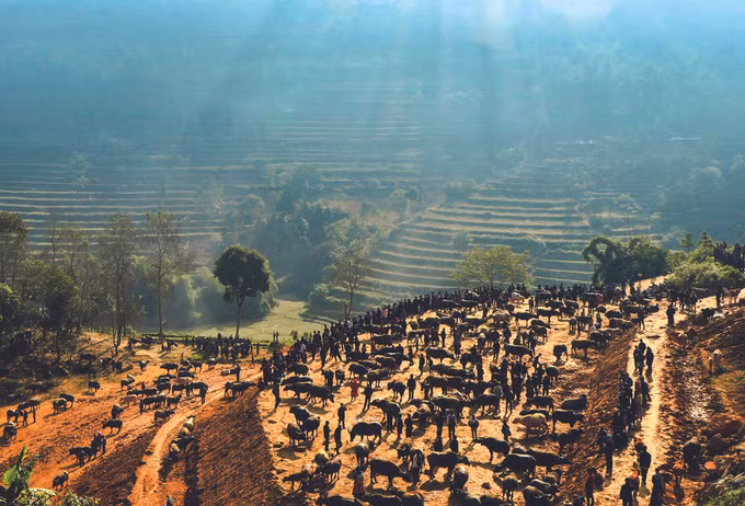 ផ្សារក្របី កានកូវ នៅខេត្ត ឡាវកាយ ảnh 1