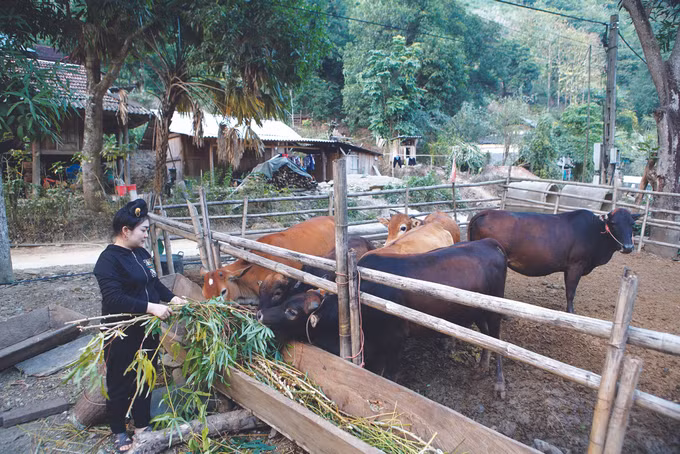 គុណបក្ស - ទឹកចិត្តប្រជាជននៅ បាក់អៀន ảnh 8