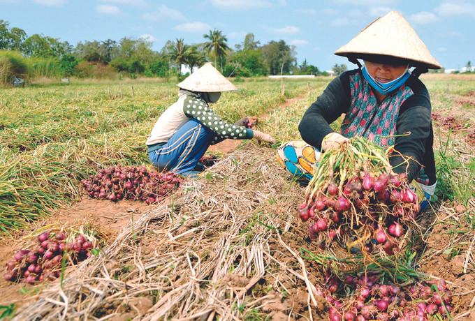 និទាឃរដូវថ្មីនៅលើដែនដី វិញចូវ ảnh 1