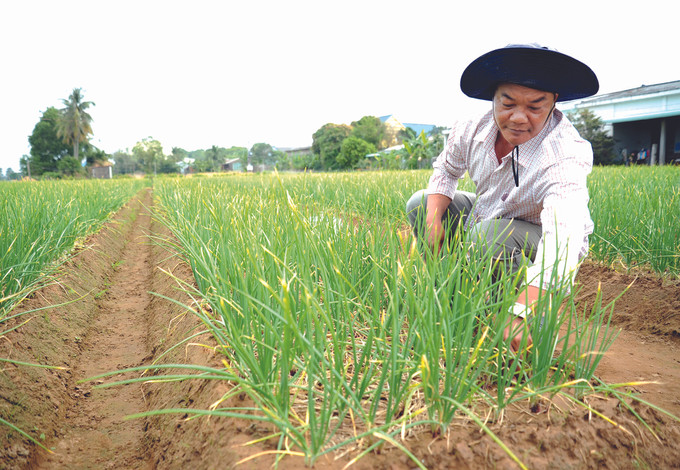 និទាឃរដូវថ្មីនៅលើដែនដី វិញចូវ ảnh 2