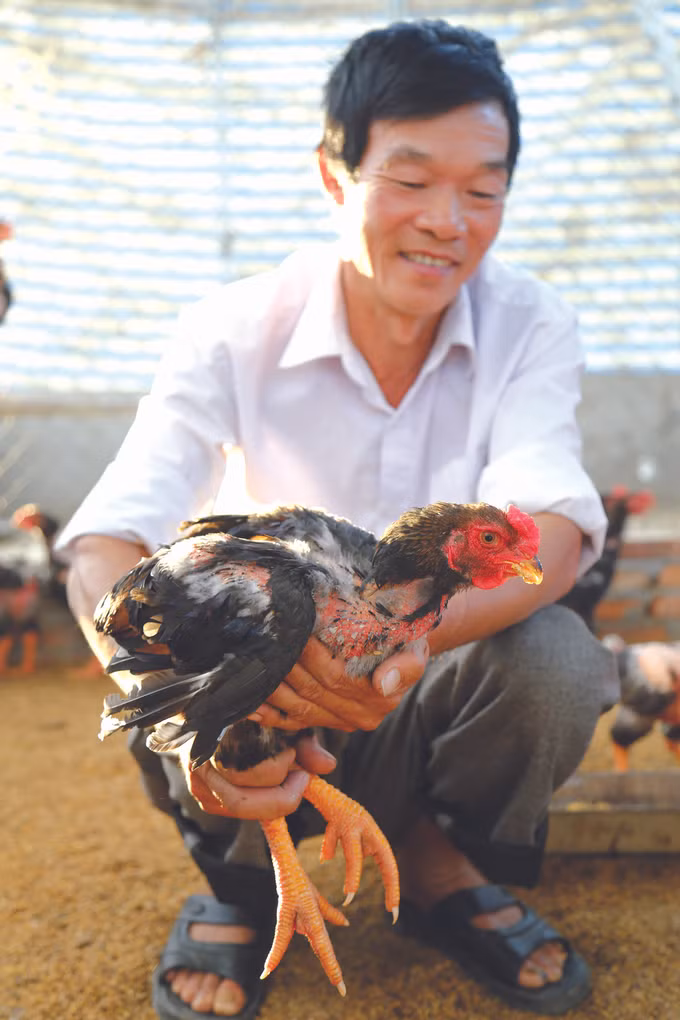 មាន់ក្រហម ដុងយ៉ី ảnh 3