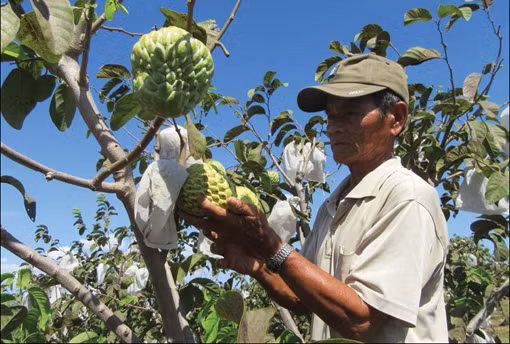 ដាំដំណាំទៀបស្វិតយក្សផ្តល់ប្រសិទ្ធភាពសេដ្ឋកិច្ចខ្ពស់នៅខេត្ត និញធន់ ảnh 1