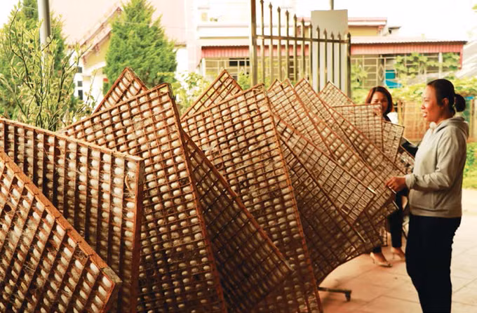 ប្រសិទ្ធភាពពីការដាំដំណាំមនចិញ្ចឹមដង្កូវនាងនៅស្រុក ត្រឹនអៀន ảnh 1