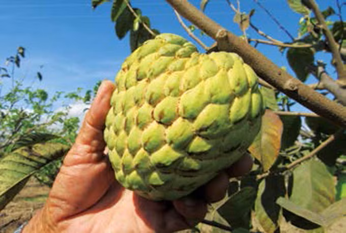 ដាំដំណាំទៀបស្វិតយក្សផ្តល់ប្រសិទ្ធភាពសេដ្ឋកិច្ចខ្ពស់នៅខេត្ត និញធន់ ảnh 2