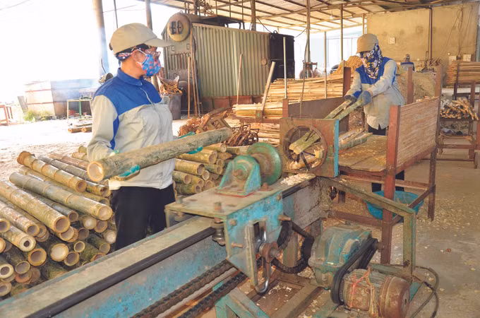 ដំណាំឫស្សីសាងម៉ុន រួមចំណែកក្នុងការកាត់បន្ថយភាពក្រីក្រនៅតំបន់ខ្ពស់នៃខេត្ត ថាញ់ហ្វា ảnh 4