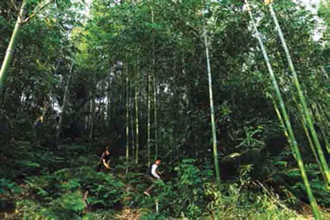 ជីវភាពថ្មីនៃជនជាតិ ប៉ាថែន នៅខេត្ត ទ្វៀនក្វាង ảnh 6