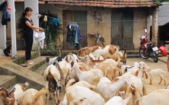 ហាណូយ កសាងជនបទថ្មីនៅតំបន់ជនជាតិនិងតំបន់ភ្នំ ảnh 4