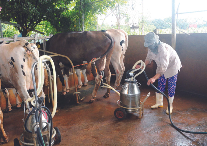 គោយកទឹកដោះច្រើនតែកើតជំងឺរបេងបានជាបាក់តេរីរបេងគោអាចនឹងបំពុលចូលទៅក្នុងទឹកដោះគោ ប្រសិនបើដំណើរការរឺតយកទឹកដោះគោមិនធានាអនាម័យ កំណត់ចំណាំមួយចំនួនអំពីសុវត្ថិភាពជំងឺរាតត្បាតលើហ្វូងគោយកទឹកដោះ ảnh 2