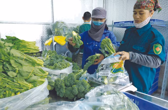 ទិសដៅប្រកបដោយប្រសិទ្ធភាពនៃសហករណ៍កសិកម្មទាំងឡាយនៅ ហាណូយ ảnh 2