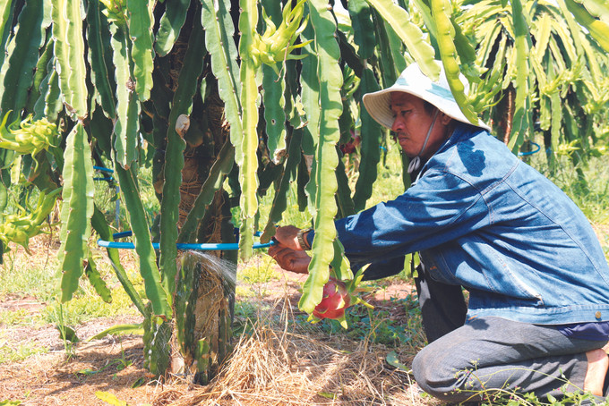 បងប្អូនកសិករនៅខេត្ត ប៊ិញធន់ ប្រើប្រព័ន្ធស្រោចស្រពបាញ់សាចដោយស្វ័យប្រវតិ្តនៅក្រោមគល់ដើមស្រកានាគជួយសន្សំសំចៃទឹក ជីកស្រះស្តុកទឹកគួបផ្សំស្រោចស្រពសន្សំសំចៃ - ដំណោះស្រាយទប់ទល់នឹងភាពរាំងស្ងួតនៅខេត្ត ប៊ិញធន់ ảnh 2