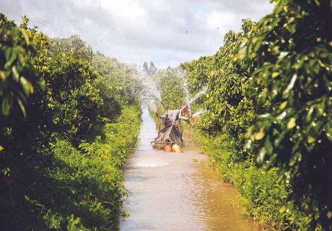 រកបានប្រាក់ចំណូលរាប់ពាន់លានដុងពីការដាំដំណាំក្រូចតែជ្រក់ ảnh 1