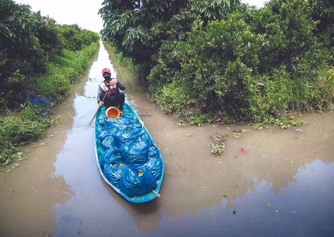 រកបានប្រាក់ចំណូលរាប់ពាន់លានដុងពីការដាំដំណាំក្រូចតែជ្រក់ ảnh 3