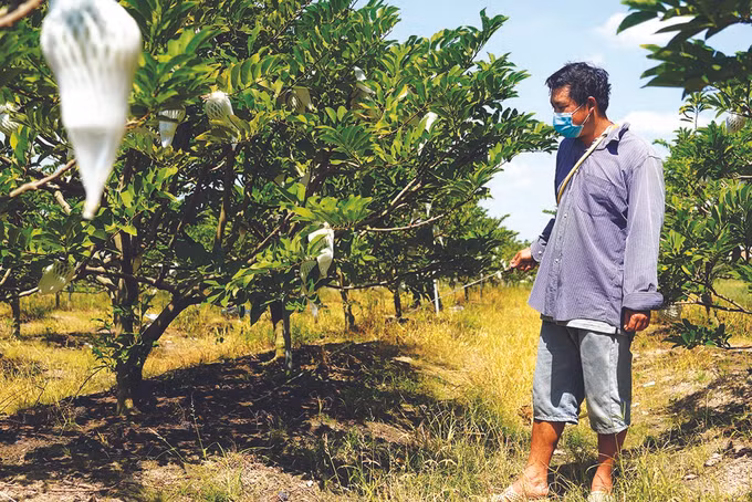 ក្លាយជាអ្នកមានពីការចងសម្ព័ន្ធជាមួយគ្នាក្នុងការដាំដំណាំទៀបតាមគោលការណ៍ VietGAP ảnh 3