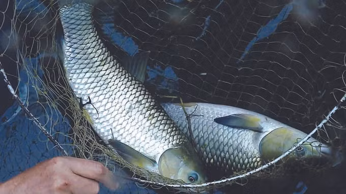 ការចិញ្ចឹមត្រីក្នុងទ្រុងជួយប្រជាជនស្រុកទេស ថាញ់ រួចផុតពីភាពក្រីក្រ ảnh 3