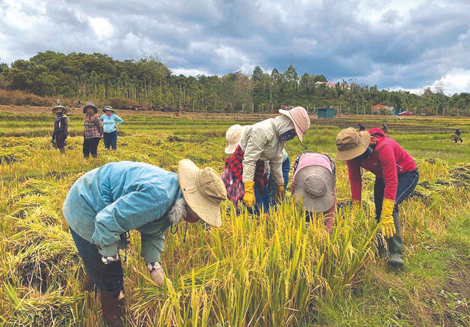 មានផ្ទៃដីសាបព្រោះស្រូវ ៦៨% នៅស្រុក គឺ - មហ្ការ៍ ប្រើប្រាស់ពូជថ្មីផ្តល់ទិន្នផលខ្ពស់ ស្រុក គឺ- មហ្ការ៍ ជំរុញយ៉ាងខ្លាំងក្លាការធ្វើបរិវត្តកម្មរចនាសម្ព័ន្ធដំណាំដាំដុះ ảnh 2