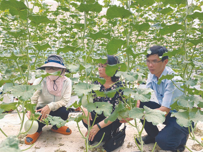 គំរូដាំត្រសក់ផ្អែមតាមបច្ចេកវិទ្យាខ្ពស់នៅទីរួមស្រុក ក្វាង ភូ ស្រុក គឺ - មហ្ការ៍ ស្រុក គឺ- មហ្ការ៍ ជំរុញយ៉ាងខ្លាំងក្លាការធ្វើបរិវត្តកម្មរចនាសម្ព័ន្ធដំណាំដាំដុះ ảnh 1