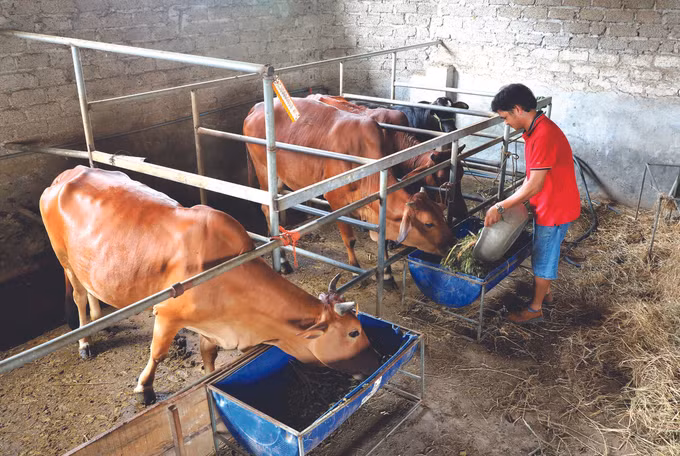 ពិពិធភាពរបៀបធ្វើក្នុងការងារកាត់បន្ថយភាពក្រីក្រនៅស្រុក ហៀបហ្វា ảnh 3