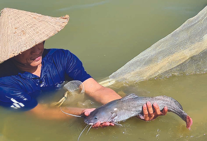ត្រី ខ្យា ចិញ្ចឹមក្នុងស្រះរបស់បង ផាម វ៉ាន់ហាន របរចិញ្ចឹមត្រី ខ្យា នៅស្រុក បាតសាត ảnh 2