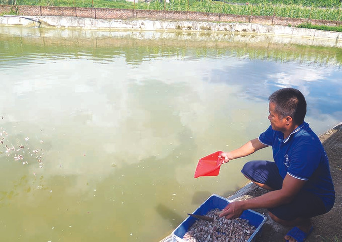 អាស្រ័យដោយបរិមាណលំហូរសមស្រប បង ផាម វ៉ាន់ហាន ជ្រើសរើសឃុំ កា្វងគីម ស្រុក បាតសាត ធ្វើកន្លែងផ្តើមអាជីព របរចិញ្ចឹមត្រី ខ្យា នៅស្រុក បាតសាត ảnh 3