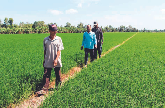 លោក ថាច់ សាខា រួមជាមួយសមាជិកក្រុមសហការបូមទឹកភូមិលេខ ៩ ឃុំ វីទ្រុង ស្រុក វីធុយ (ខេត្ត ហូវយ៉ាង) អញ្ជើញទៅទស្សនាវាលស្រែរបស់មាមីងបងប្អូនជនជាតិ ខ្មែរ ក្នុងតំបន់ លោក ថាច់ សាខា កសិករ ខ្មែរ ម្នាក់អស់ពីចិត្តពីថ្លើមដើម្បីសហគមន៍ ảnh 3