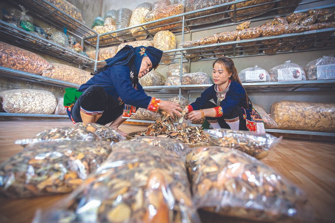 អ្នកគ្រូឱសថបុរាណជនជាតិ យ៉ាវ ម្នាក់ជាមួយនិងមុខរបរឱសថដែលបន្តវេនក្នុងត្រកូល ảnh 1