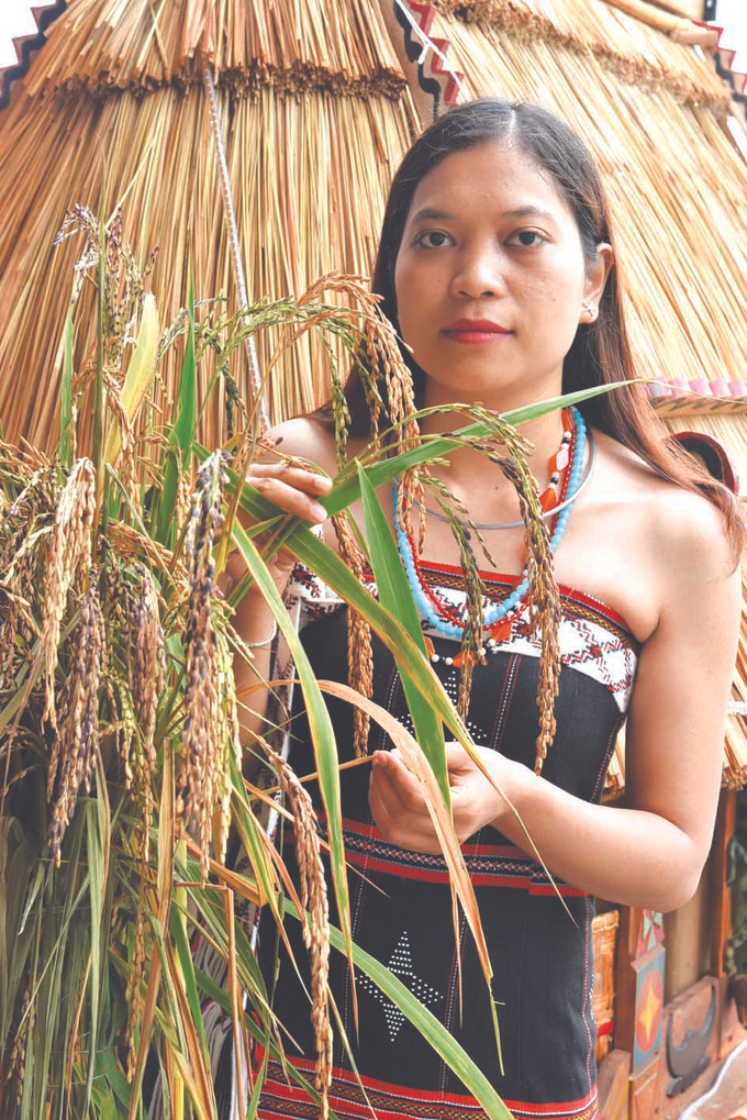 កួរស្រូវលឿងទុំដំបូងត្រូវបានបងប្អូនជនជាតិយកមកបុកជាអង្ករចម្អិនបាយ ចម្អិនបាយដំណើប ធ្វើនំ។ល។ ដើម្បីយកទៅសែនជូនព្រះអាទិទេពខាងស្រូវ ជំនឿគោរពបូជាព្រះនាងស្រូវរបស់បងប្អូនបណ្តាជនជាតិនៅតំបន់ជួរភ្នំ ទ្រឿងសើន ảnh 3