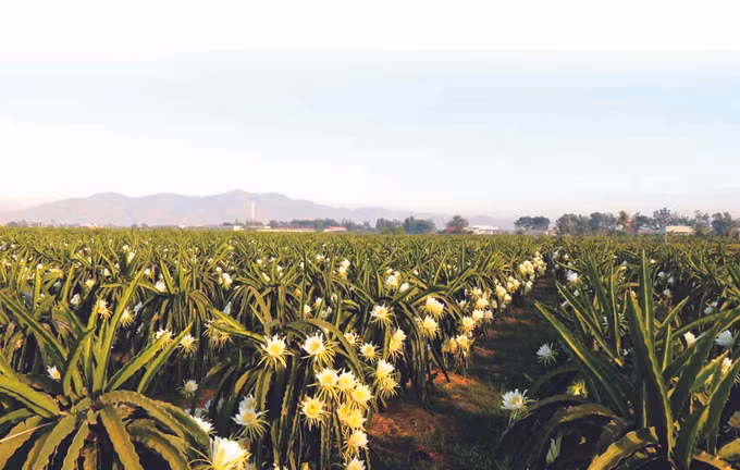 ការគ្រប់គ្រងលេខកូដនៅតំបន់ដាំដំណាំស្រកានាគ ảnh 3