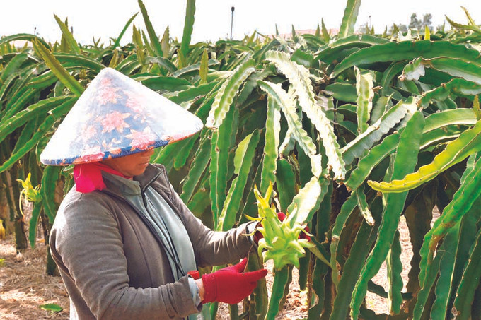 ការគ្រប់គ្រងលេខកូដនៅតំបន់ដាំដំណាំស្រកានាគ ảnh 4