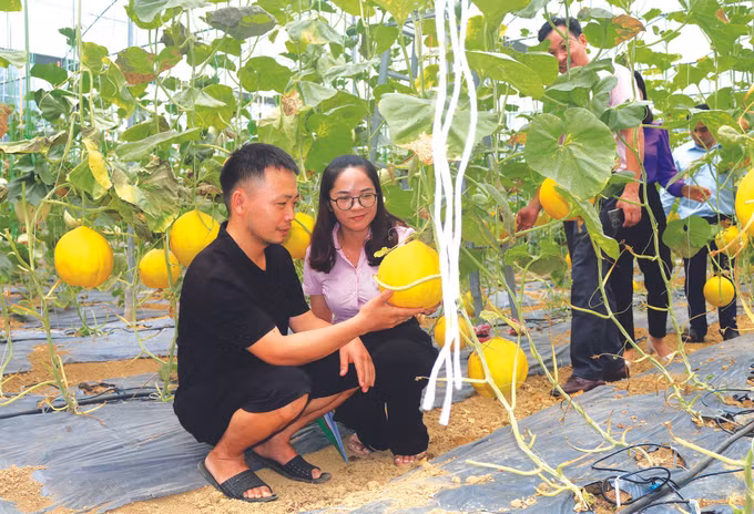 ប្រសិទ្ធភាពនៃកម្មវិធីឥណទានគោលនយោបាយសង្គមនៅខេត្ត កាវបាំង ảnh 1