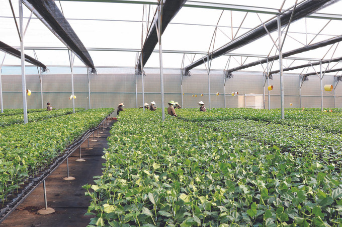 វិធានការគ្រប់គ្រងដង្កូវជំងឺមួយចំនួនបង្កការអន្តរាយនៅលើដំណាំក្រូចវល្លិ ảnh 2