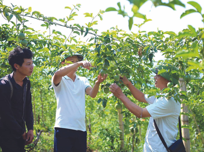 វិធានការគ្រប់គ្រងដង្កូវជំងឺមួយចំនួនបង្កការអន្តរាយនៅលើដំណាំក្រូចវល្លិ ảnh 1