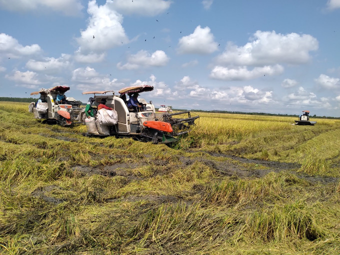 ការប្រមូលផលស្រូវក្រអូប TS25 ត្រូវបានដាំជាលើកដំបូងនៅតំបន់ចតុមុខ-ឡុងស្វៀន ខេត្ត កៀនយ៉ាង កន្លែងដែលមានបងប្អូនជនជាតិ ខ្មែ ររស់នៅច្រើនកុះករ ការវិនិយោគដាំដំណាំស្រូវស្អាតសម្រាប់នាំចេញក្នុងសហគមន៍បងប្អូនជនជាតិ ខ្មែរ នៅតំបន់វាលទំនាបទន្លេ គឺវឡុង ảnh 2