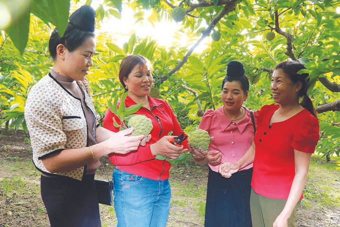 បងស្រី ដូ ធីហ្វា (ទី ២ រាប់ពីឆ្វេងទៅស្តាំ) ចែករំលែកបទពិសោធន៍នៃការដាំដំណាំទៀបអោយសាខាសមាជិកសមាគមនារីនៅភូមិ មែឡែច ឃុំ ក ណយស្រុក ម៉ាយសឺន សេដ្ឋីនីនៅលើដែនដី ក ណយ ảnh 1