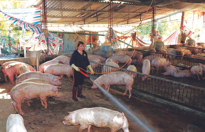 បងស្រី ដូ ធីហ្វា ចិញ្ចឹមជ្រូកក្នុងប្រព័ន្ធទ្រុងក្រោលទំហំ ៤០០ ម៉ែត្រការ៉េ ដោយមានជ្រូកសាច់ជាង ២០០ ក្បាល។ ចាប់ពីឆ្នាំ ២០២១ មកទល់សព្វថ្ងៃកសិដ្ឋានលក់ចេញបានចំនួន ៤ លើក មានកូនប្រហែល ៦០០ ក្បាល ផាត់ចំណាយរួចរាល់ បងស្រី ហ្វា មានប្រាក់ចំណូលជាង ៦០០ លានដុង សេដ្ឋីនីនៅលើដែនដី ក ណយ ảnh 2