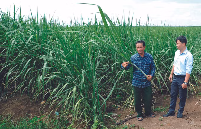 វឌ្ឍនភាពតំបន់ព្រំដែនខេត្ត តីនិញ ảnh 6