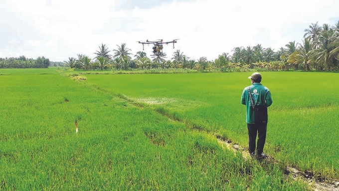 ភាពជោគជ័យដែលមិននឹកស្មានដល់នៅតំបន់ស្រុកស្រែចម្ការនៃខេត្ត ត្រាវិញ ảnh 1