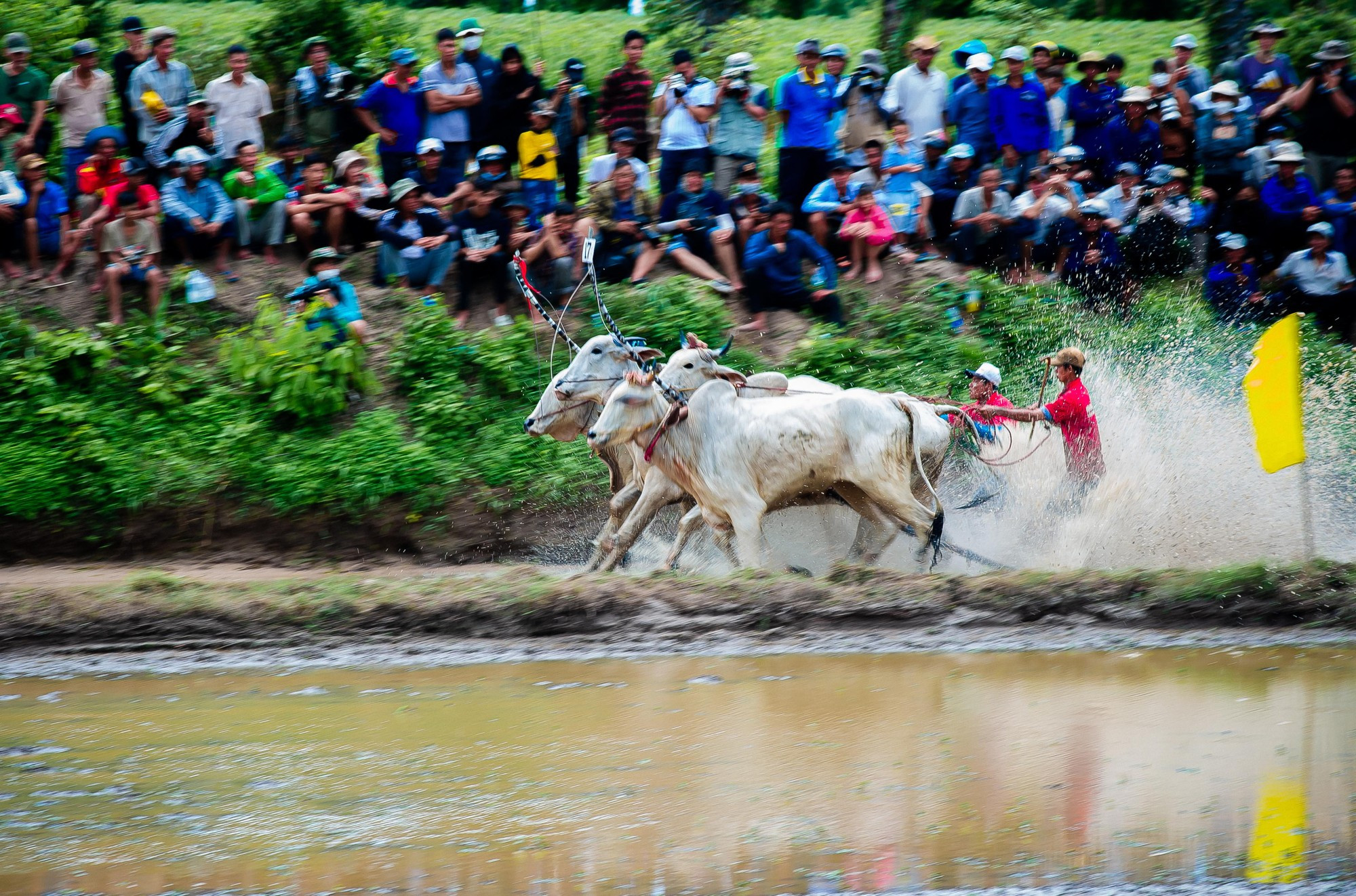 គោមួយនឹមៗ ប្រកួតយ៉ាងផុសផុល 9.jpg