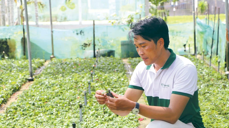 ខេត្ត ក្វាងង៉ាយ ឆ្លៀតប្រើប្រាស់សក្តានុពលប្រៀបខាំ្លងដើម្បីអភិវឌ្ឍផលិតផល OCOP