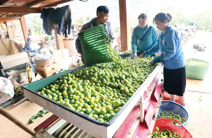 ការបែងចែកប្រភេទ វេចខ្ចប់ផ្លែព្រូនមុនពេលយកទៅលក់ចេញនៅនឹងគ្រួសារអ្នកស្រី តុង ធីថាញ់ នៅភូមិ ហ៊ូន ឃុំ ចៀង ក ទីក្រុង សឺនឡា (ខេត្ត សឺនឡា) son-la-04.jpg