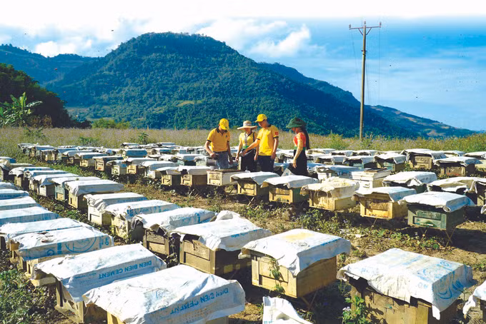 ទឹកឃ្មុំ សាមមឹន ảnh 2