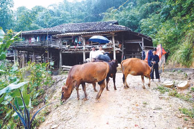 ស្វែងរកទិសដៅរួចផុតពីភាពក្រីក្រសម្រាប់ប្រជាជននៅឃុំ កូបា ảnh 3